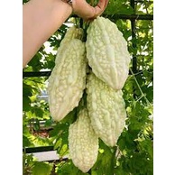 2Gram Hạt Giống Mướp Đắng Trắng Nhật Năng Suất Cao, Nhanh Thu Hoạch, Giòn Ngon