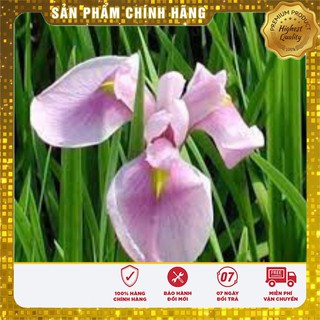 Hạt Giống Hoa Diên Vĩ Hồng