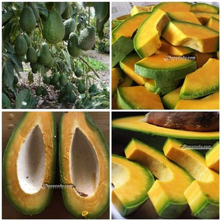 CÂY GIỐNG BƠ RUỘT ĐỎ