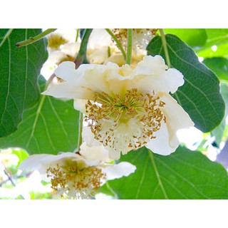60H - HẠT GIỐNG CÂY KIWI