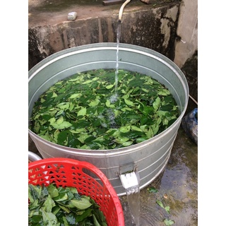 100gram bột trà xanh nguyên chất