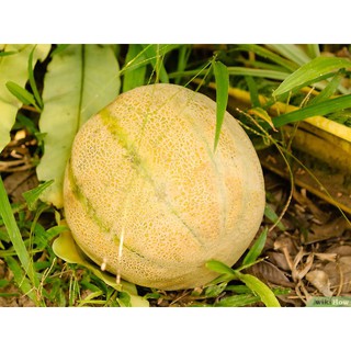 Dưa lưới MeLo ruột vàng - 10H