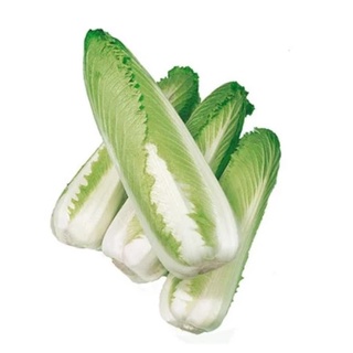 Cải thảo hoả tiễn