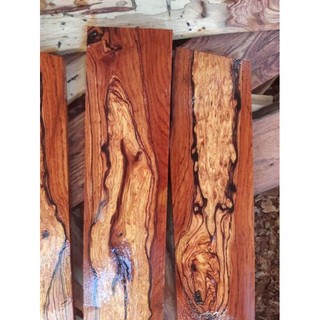 cây cẩm lai chuẩn giống cao 50cm