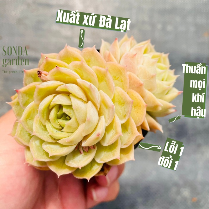 Sen đá ngọc bích SONDA GARDEN ép màu full nắng mưa size bé 5-8cm, lỗi 1 đổi 1