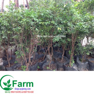 cây nho thân gỗ loại 60-70cm