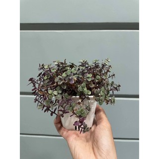 CÂY TỔ ONG ( tóc rối )