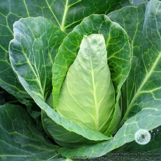 10GR 2400.HẠT Hạt Giống Bắp Cải Trái Tim Chịu Nhiệt USA (| B9*W24)