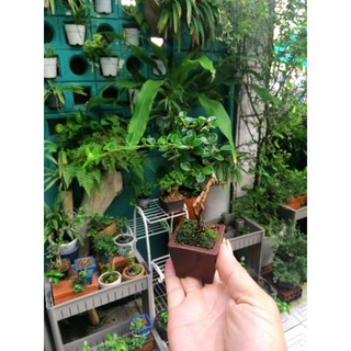 Bonsai sam trái mini