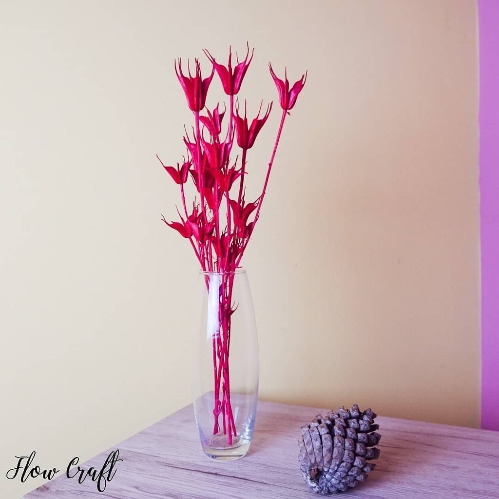 Hoa Khô Trang trí decor Hoa khô Kim Cương Nigella