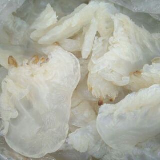 Chân sứa biển mặn