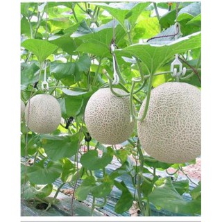 1g Hạt giống Dưa lưới   