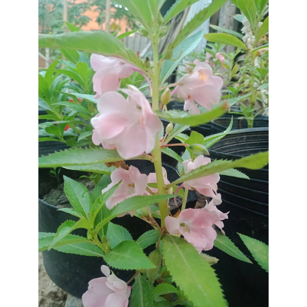 Gói 50 hạt hoa móng tay hồng