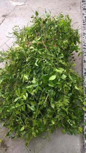 Chè vằng túi lọc 5 gói | BigBuy360 - bigbuy360.vn