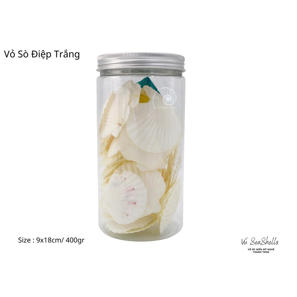 Vỏ Ốc Biển - Hủ Vỏ Sò Điệp Trắng - Dùng Trong Trang Trí - Decor Chụp Ảnh