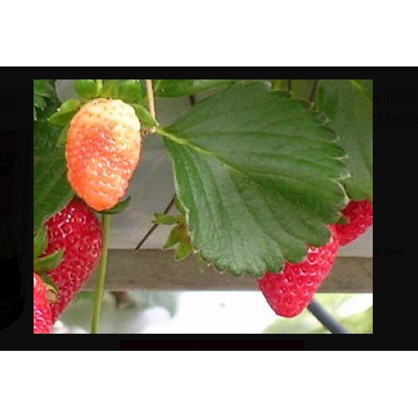 Bột thuỷ canh AB hộp 1 kg (pha 500 đến 1000 lít dung dịch) - hydroponic fertilizer NPK + micronutrient better