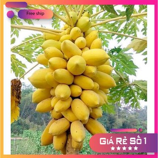 Hạt giống Đu đủ vàng (05 hạt)