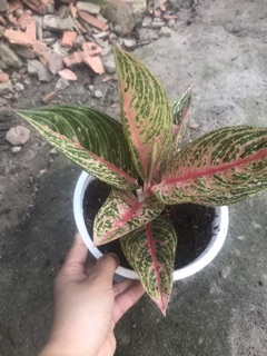 Cây thịnh vượng phong thuỷ