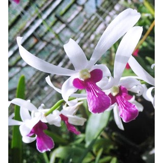 cây giống DENDRO NẮNG BÀ LIỄU THƠM siêu hoa, hoa siêu thơm