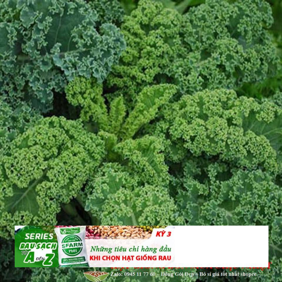 HẠT GIỐNG CẢI XOĂN KALE 20 hạt