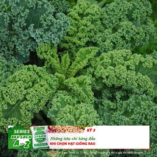 HẠT GIỐNG CẢI XOĂN KALE 20 hạt