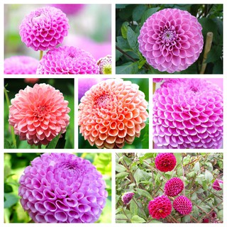 Túi 50 hạt giống hoa thược dược tổ ong nhiều màu, hoa cúc thược dược nhiều bông to đẹp