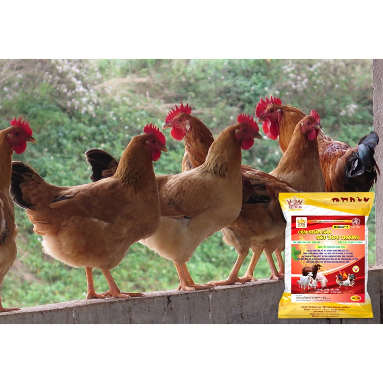 Cốm nhân sâm siêu tăng trưởng, men tiêu hóa kích thích đường ruột hấp thụ, tăng sức đề kháng cho vật nuôi túi 1kg
