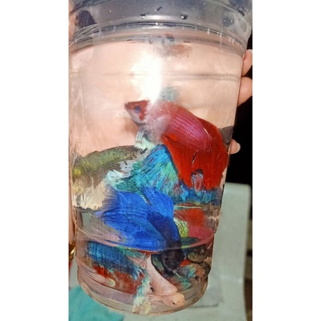 BETTA ĐUÔI XÒE Loạn Màu SIÊU ĐẸP 1con trống tặng thức ăn