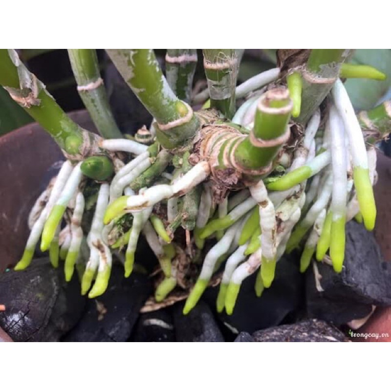 Phân Bón Lá Ra Rễ Cực Mạnh N3M chai 100g