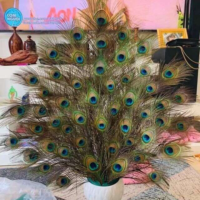 30 lông công loại đẹp 88-100cm mắt to đại | BigBuy360 - bigbuy360.vn