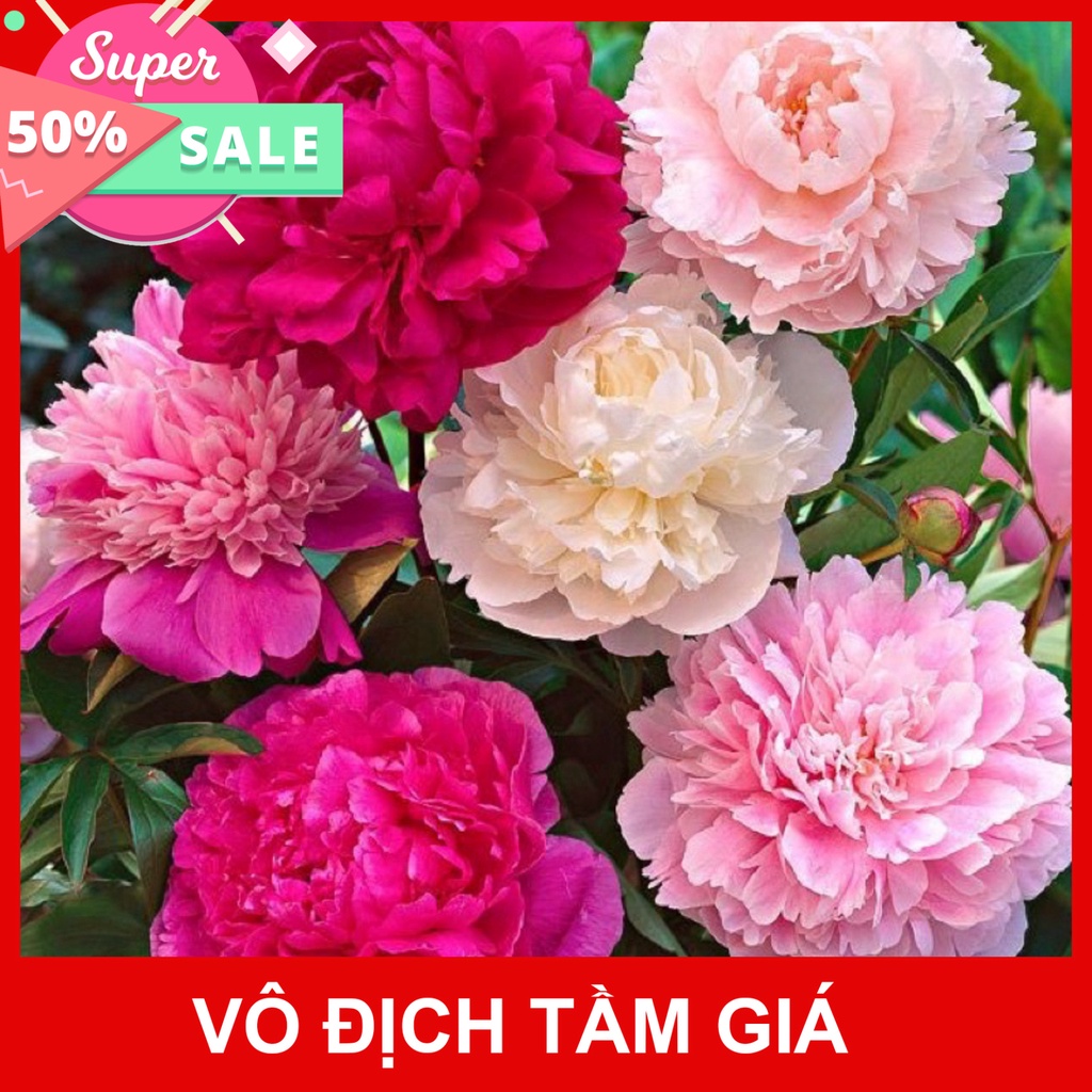 Free Ship Củ Hoa Mẫu Đơn Cánh Kép Nhiều Màu, Củ Cây Hoa Mẫu Đơn Đã Nảy Nhiều Mầm - Bông To Siêu Hoa Hạt Giống Ba Miền