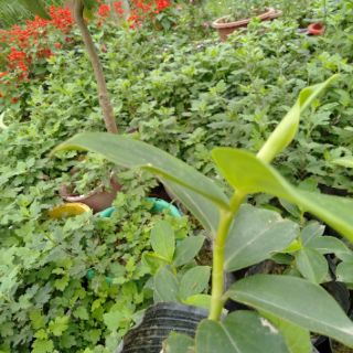 Cây giống hoa phúc lộc thọ