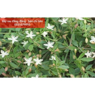 Dây rau đắng đất phơi khô 1kg