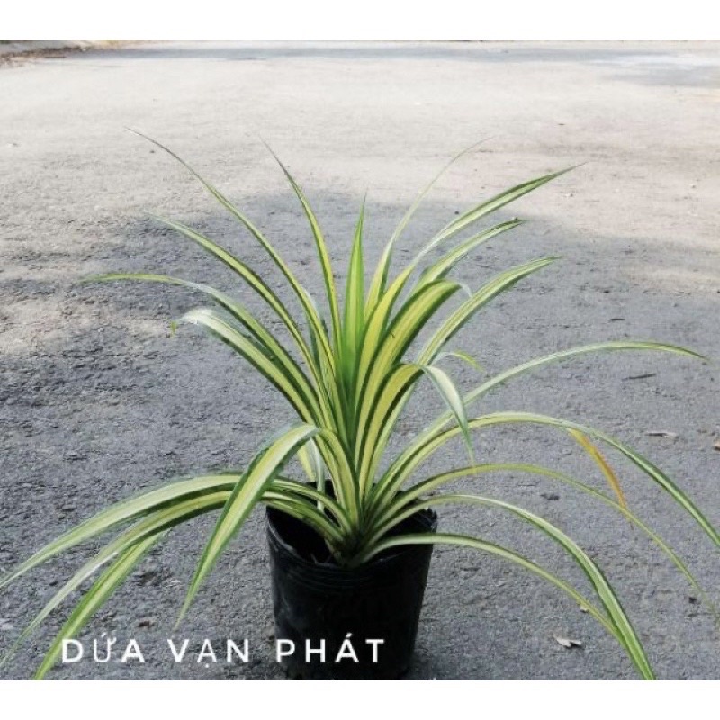 Cây dứa sọc vàng, dứa kiểng, vạn phát trồng thuỷ sinh được