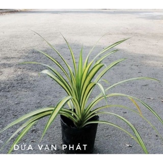 Chậu mềm dứa sọc vàng,🍀🌱 dứa kiểng, 🍀🌱vạn phát trồng thuỷ sinh được🍀🌱