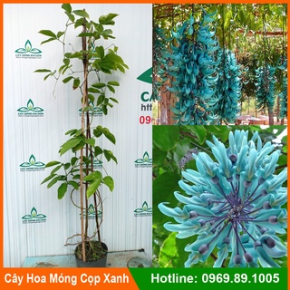 Cây giống hoa móng cọp xanh (ảnh thật 2), cây ưa nắng, hoa độc lạ, leo nhanh