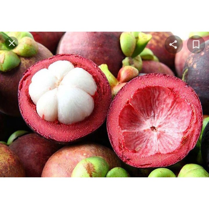 1 KG Măng cụt đầu mùa tươi ngon .giao nhanh khu vực SÀI GÒN