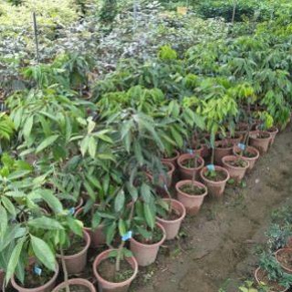 Cây Vải Không Hạt