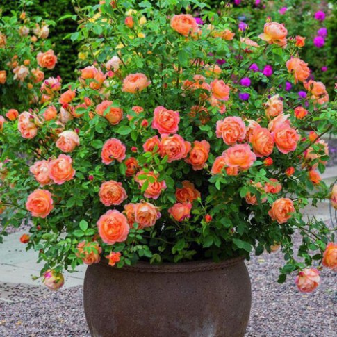 Hạt Giống Hoa Hồng Ngoại Mix Đủ Màu (gói 30 hạt, tặng phân)