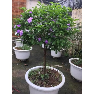 Cây giống hoa nhài nhật tim đổi màu - cây tree dáng 1 thân