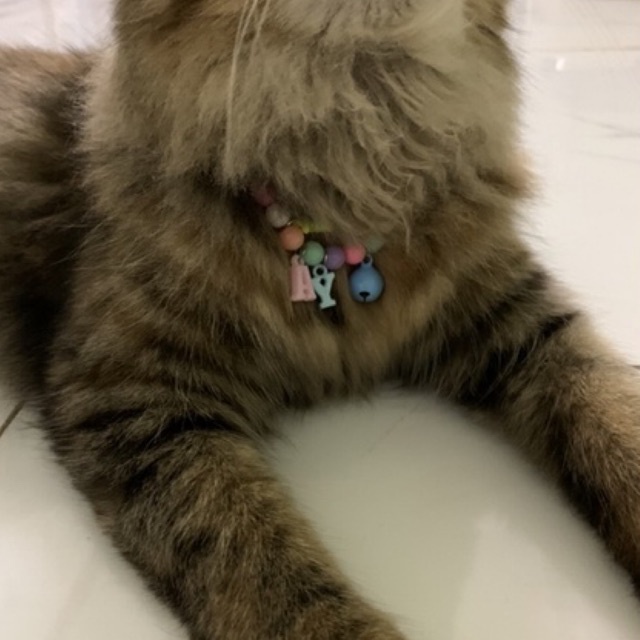 Vòng cổ màu sắc theo tên cho pet siêu cưng