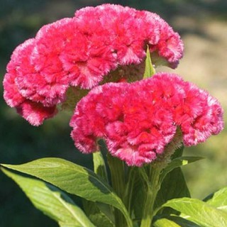 20 HẠT GIỐNG HOA MÀO GÀ BÚA