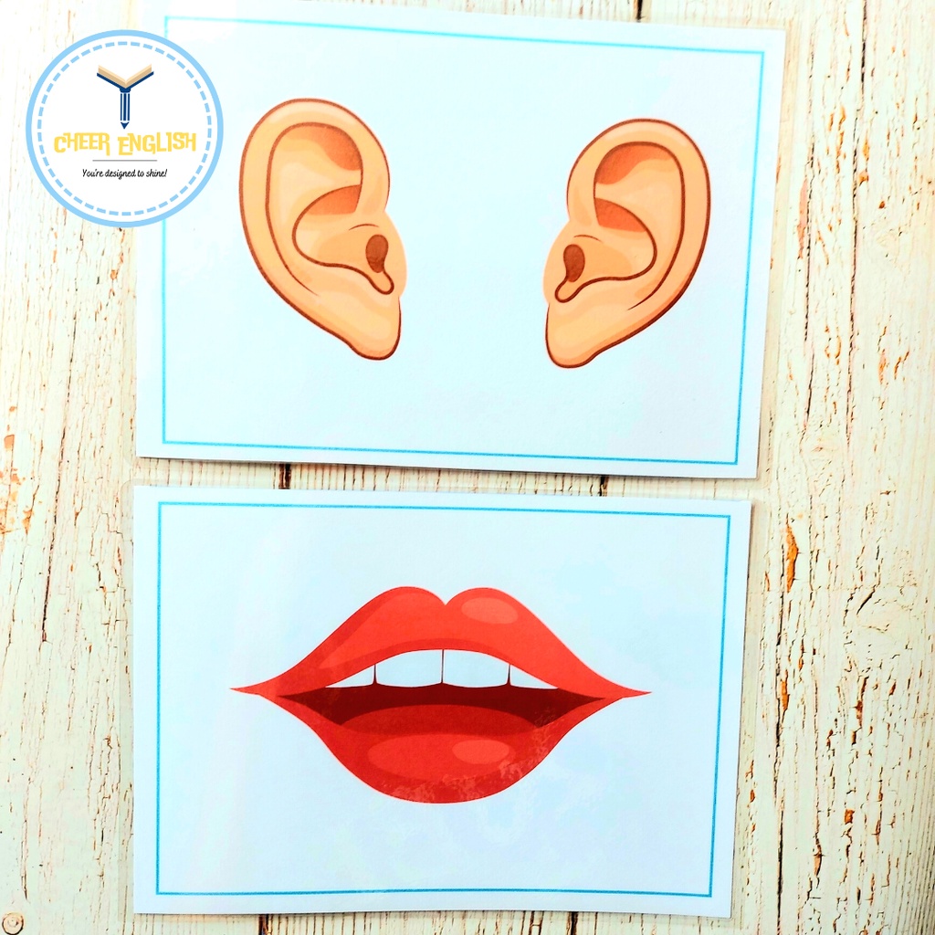 Flashcard chủ đề bộ phận cơ thể thẻ học Tiếng Anh ép plastic