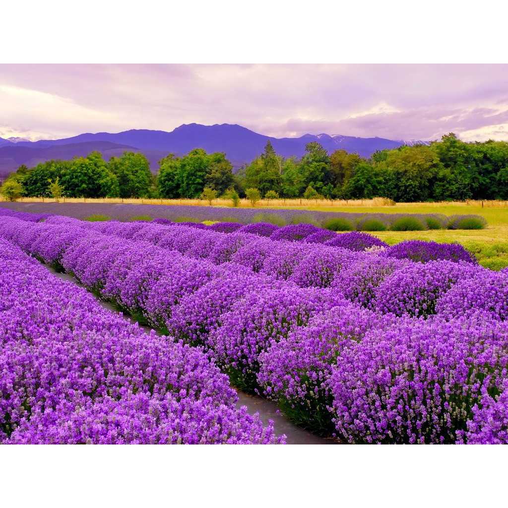 Túi thơm nụ hoa oải hương (lavender) khô tự nhiên Pháp