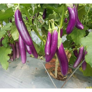 Hạt Giống Cà Tím