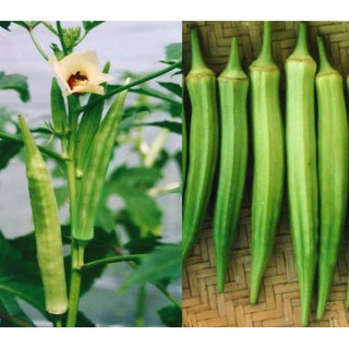 Hạt giống đậu bắp xanh