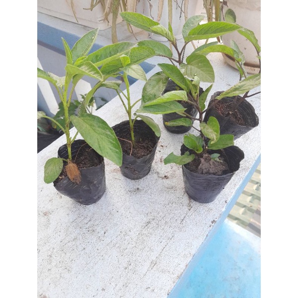 Cây giống dưa pepino nam mỹ ,dưa hấu