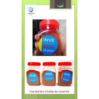 Cám thái Inve cho cá cảnh