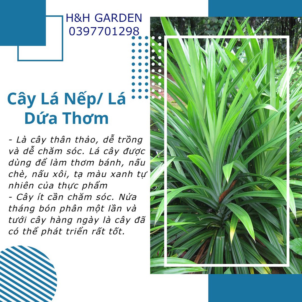 (SIZE TO 30cm) Cây giống LÁ NẾP/ LÁ DỨA THƠM dùng nấu chè, tạo mùi thơm cho bánh, tạo màu xanh tự nhiên cho thực phẩm