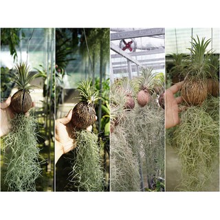 cây không khí tóc tiên có mẫu .